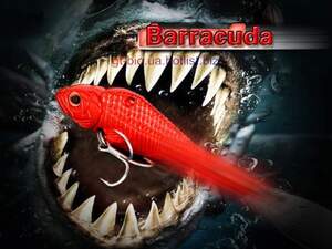 Barracuda